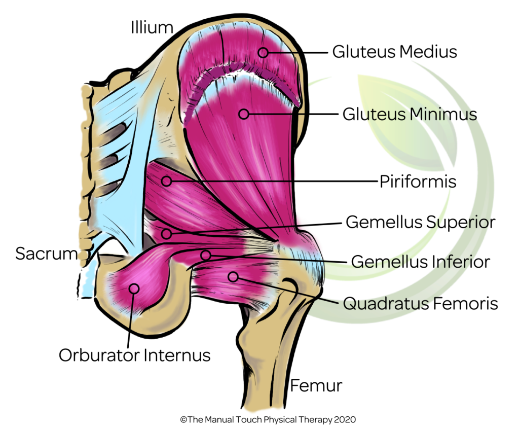 Posterior View of Hip and Deep Core Muscles