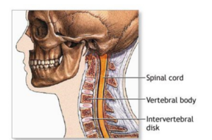 skull anaotomy image for common causes of neck pain the manual touch physical therapy