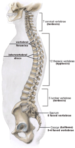 spine lateral