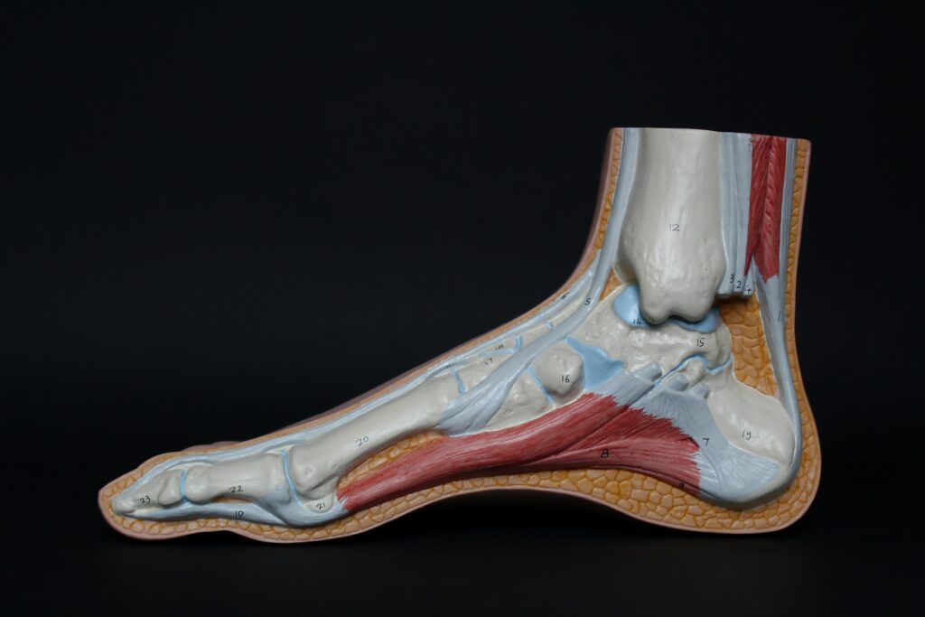 ankle anatomy